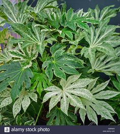 a green plant with large leaves in the garden