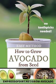 how to grow avocado from seed easy method for beginners and advanced gardeners