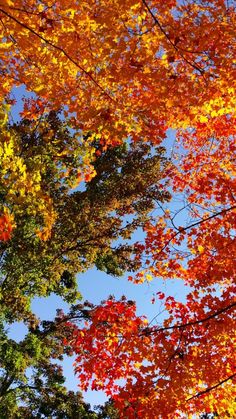 trees with orange, yellow and red leaves in the fall season against a blue sky