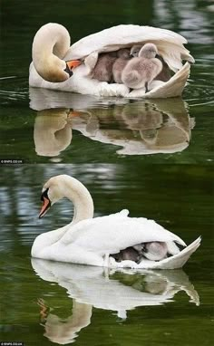 two swans are swimming in the water with their babies