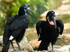 two large black birds sitting on top of rocks