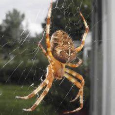 a close up of a spider on a web in front of a window with grass and trees in the background