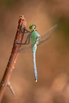 a green dragonfly sitting on top of a wooden stick