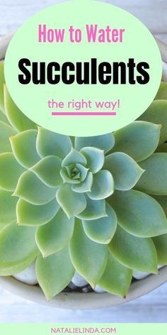 a potted plant with the words how to water succulents the right way