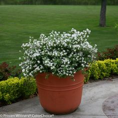 a large potted plant with white flowers in the middle of a walkway near some bushes