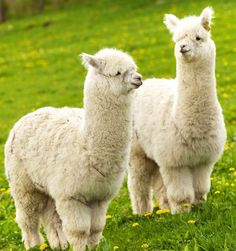 two white llamas standing in the grass