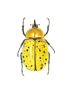 a drawing of a yellow bug with black spots on it's body and legs