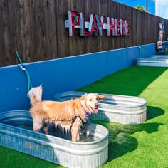 a dog that is standing in some kind of water bowl on the grass with it's mouth open