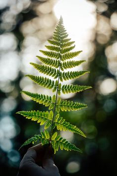 a person holding up a green leaf in front of the camera with sunlight shining through the leaves