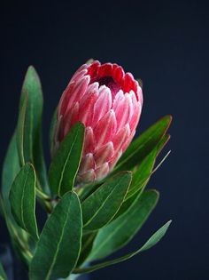 a pink flower with green leaves in a vase