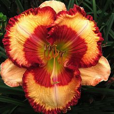 a red and yellow flower with green leaves in the background