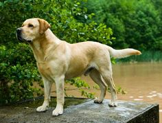 a dog standing on top of a wooden post in the middle of a flooded area