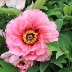 a pink flower with yellow center surrounded by green leaves and other flowers in the background