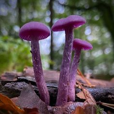 two purple mushrooms growing out of the ground