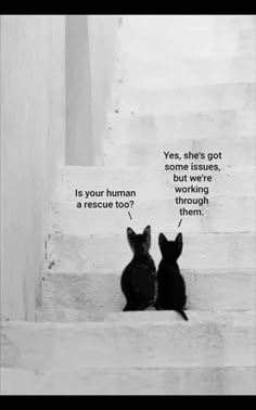 two cats sitting on the steps with some words above them