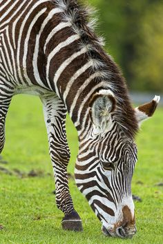 a zebra is grazing on some grass in the field with it's head down