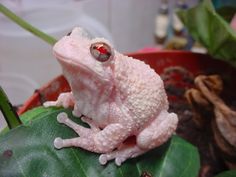 a pink frog sitting on top of a green leaf covered in white substance with red eyes