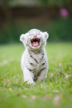 a small white tiger cub yawns in the grass with it's mouth open