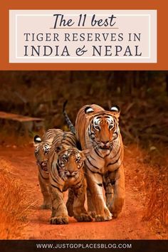 two tigers walking down a dirt road with the title, the 11 best tiger reserve in india and nepal