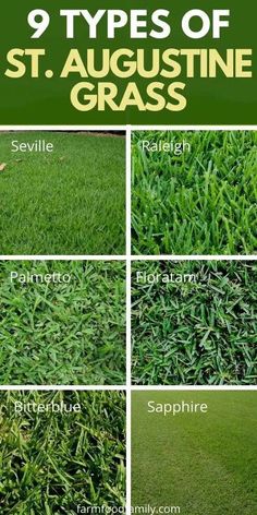 the different types of grass that you can use to grow in your yard or garden