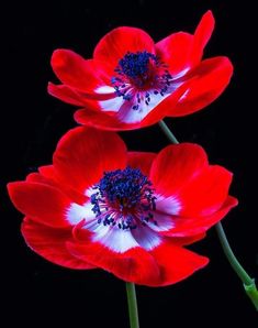 two red and white flowers on a black background with blue stamens in the center