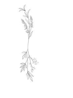 a black and white drawing of a plant with leaves on it's stems is shown