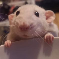 a white rat sitting on top of a table