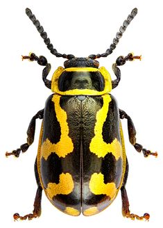 a black and yellow beetle with spots on it's back legs