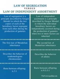 the law of segreation versus law of independent assortment