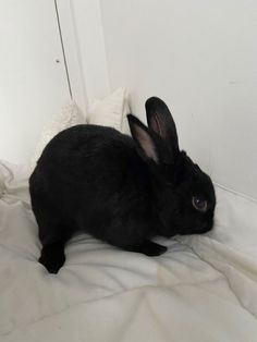 a small black rabbit sitting on top of a bed