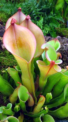 a close up of a plant with green leaves and flowers in the foreground, surrounded by rocks