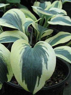 green and white plant with large leaves in a black pot on the ground next to other plants