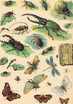 an old book with bugs and insects on it