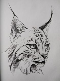 a pencil drawing of a cat's face with spots on its head and ears