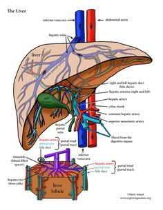 diagram of the human liver and its major functions