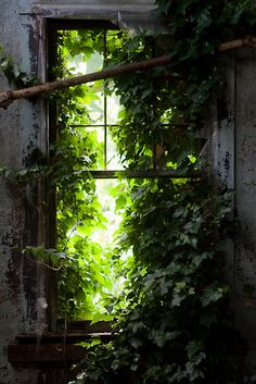 an open window with vines growing on it