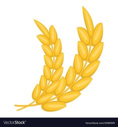 a bunch of ripe yellow wheat on a white background stock photo and royalty illustration image