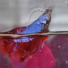 a red and blue fish swimming in water