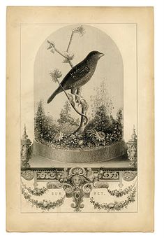 an antique print of a bird perched on top of a tree branch in a glass dome