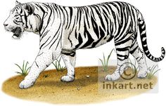 a drawing of a white tiger walking across a dirt ground with grass and rocks in the background