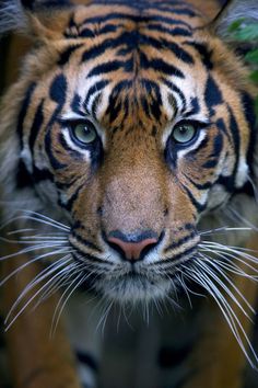 a close up of a tiger's face with blue eyes