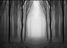 a black and white photo of trees in the woods with foggy skies above them