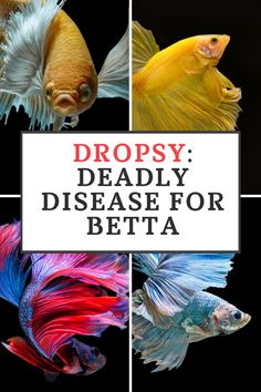 different types of fish with the words dropsy deadly disease for betta