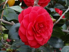 a large red flower sitting on top of a tree