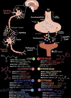 a diagram of the human nervous system on a black background with words describing different types of neurons and their functions