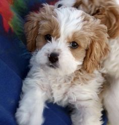 a small brown and white dog laying on top of a blue blanket with it's head turned to the side