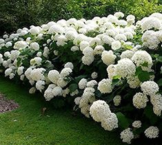 many white flowers are growing on the side of a fence in front of some trees