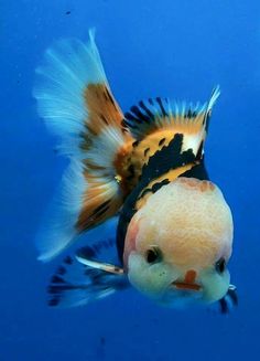 a fish that is swimming in some water