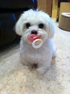 a small white dog with a pacifier in its mouth