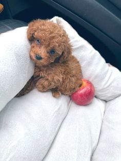 a small brown dog sitting on top of a white blanket in a car next to an apple